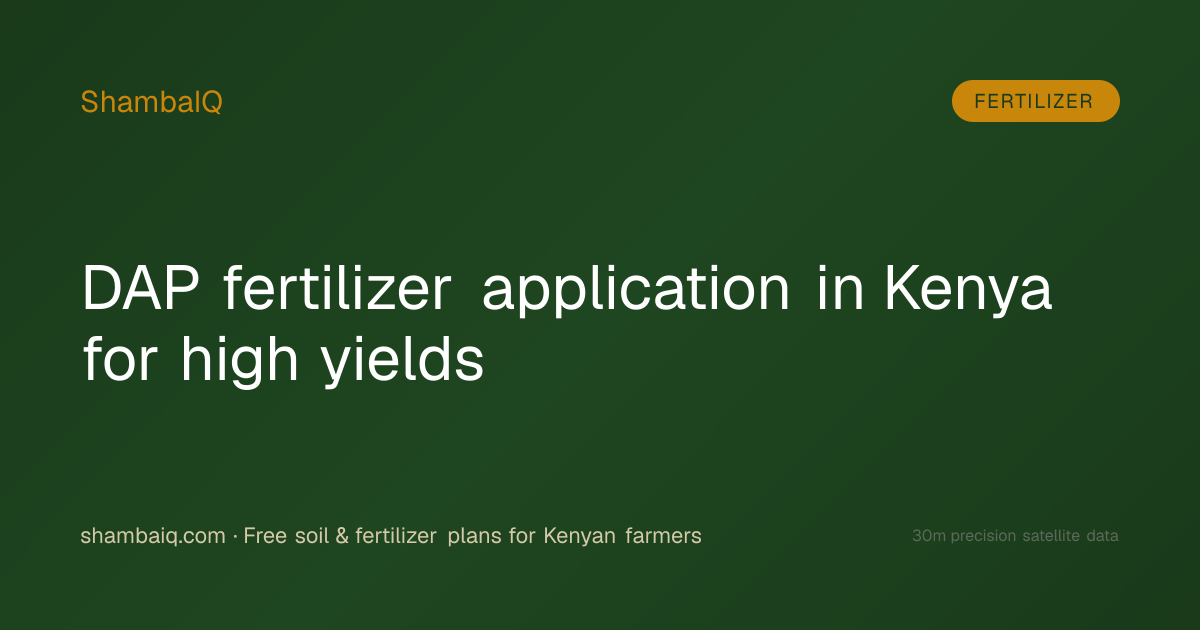 DAP fertilizer application in Kenya for high yields