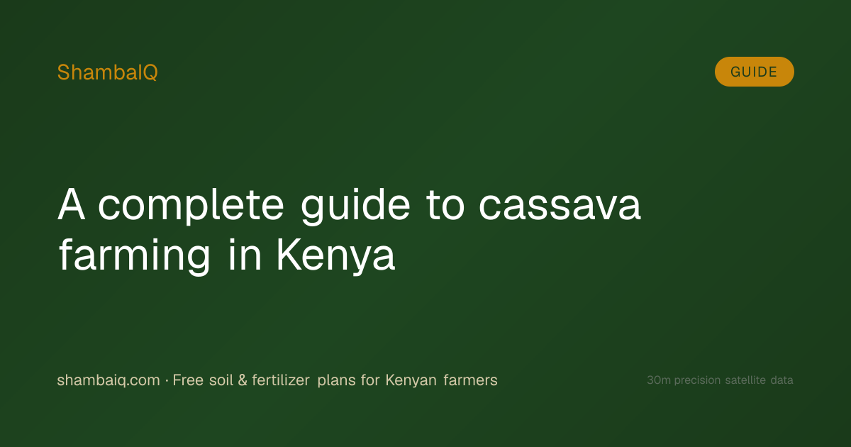 A complete guide to cassava farming in Kenya