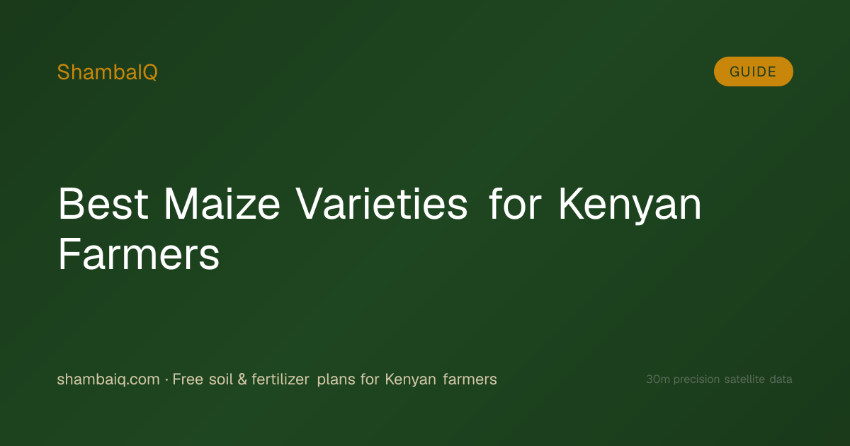 Best Maize Varieties for Kenyan Farmers