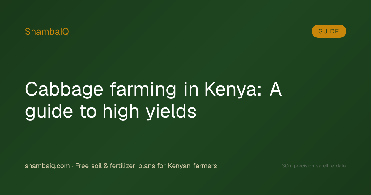 Cabbage farming in Kenya: A guide to high yields