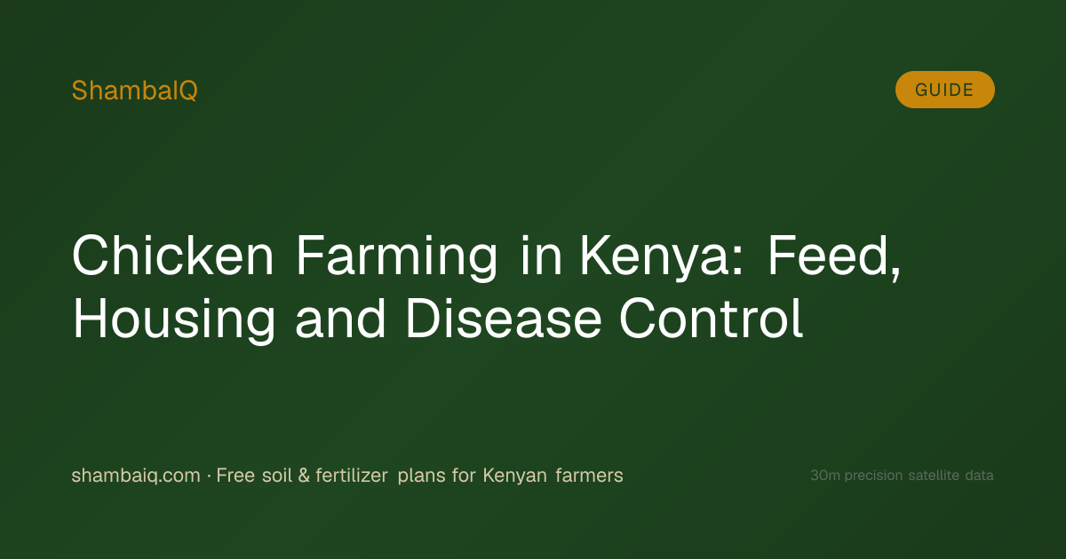 Chicken Farming in Kenya: Feed, Housing and Disease Control