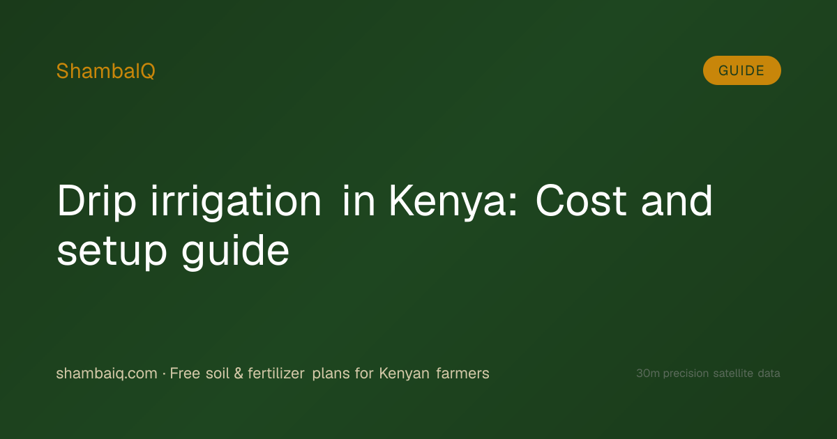 Drip irrigation in Kenya: Cost and setup guide