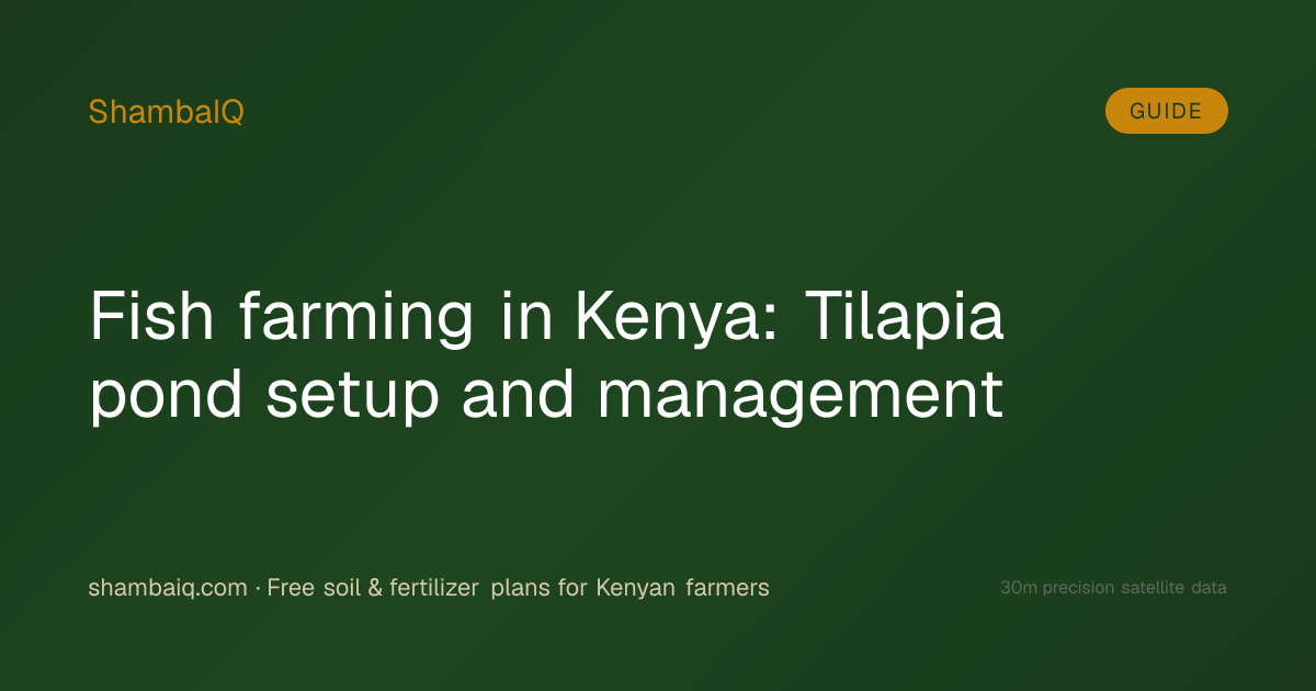 Fish farming in Kenya: Tilapia pond setup and management