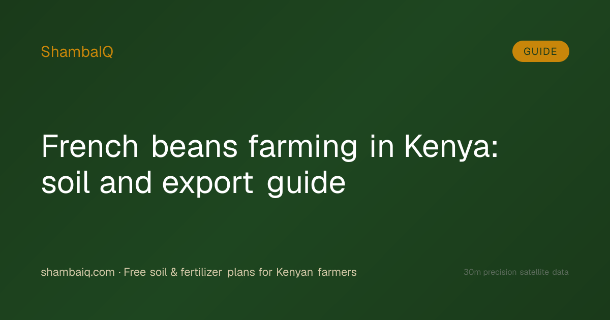 French beans farming in Kenya: soil and export guide