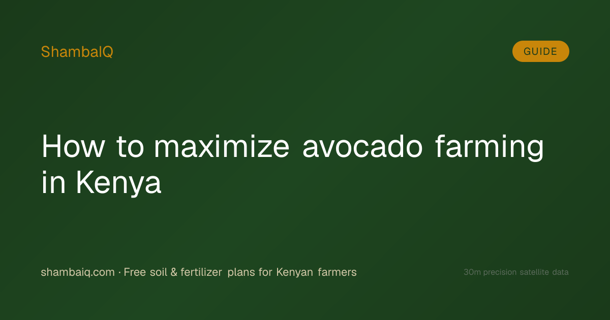 How to maximize avocado farming in Kenya