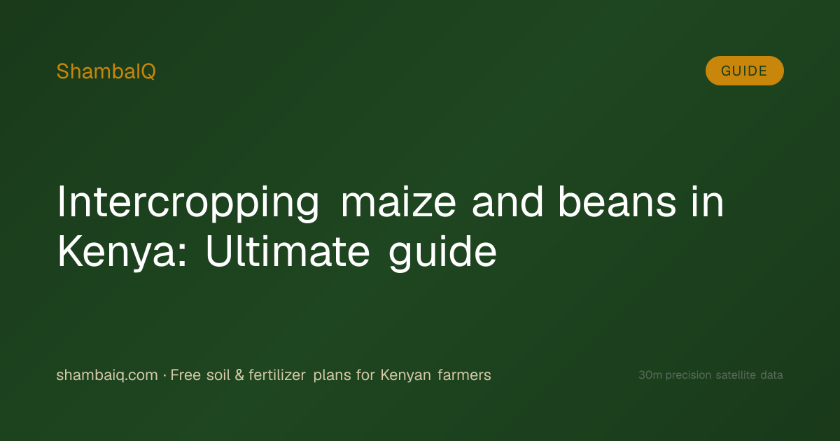 Intercropping maize and beans in Kenya: Ultimate guide
