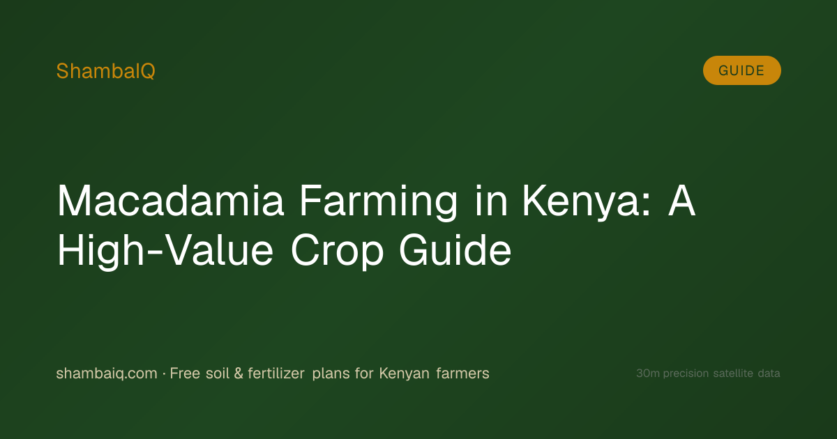 Macadamia Farming in Kenya: A High-Value Crop Guide