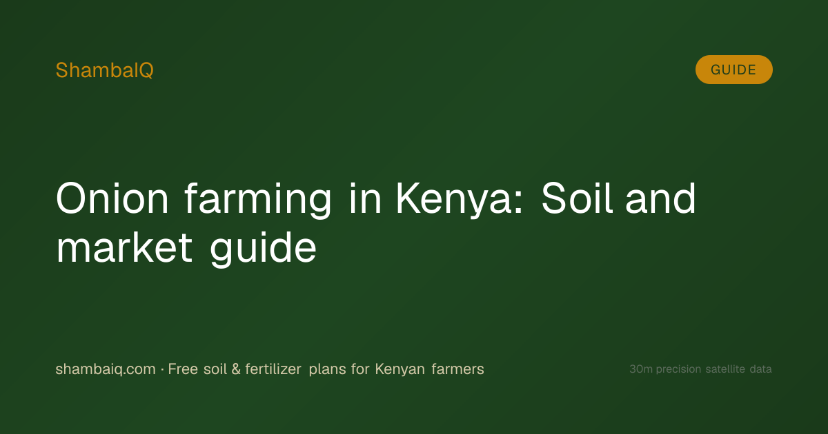 Onion farming in Kenya: Soil and market guide