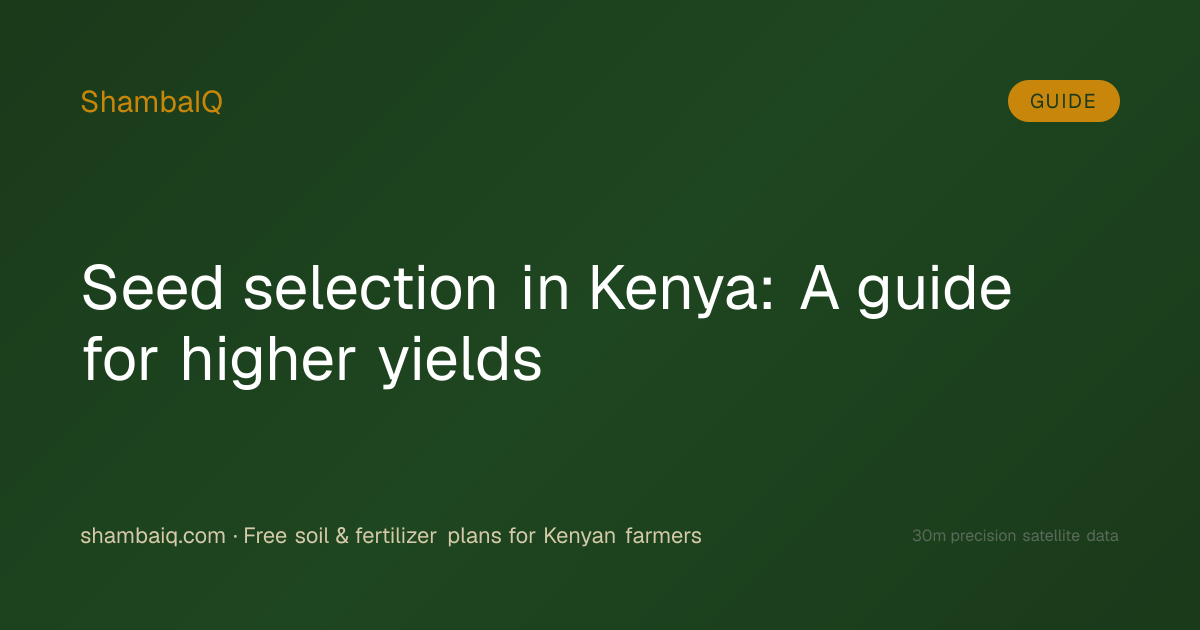 Seed selection in Kenya: A guide for higher yields