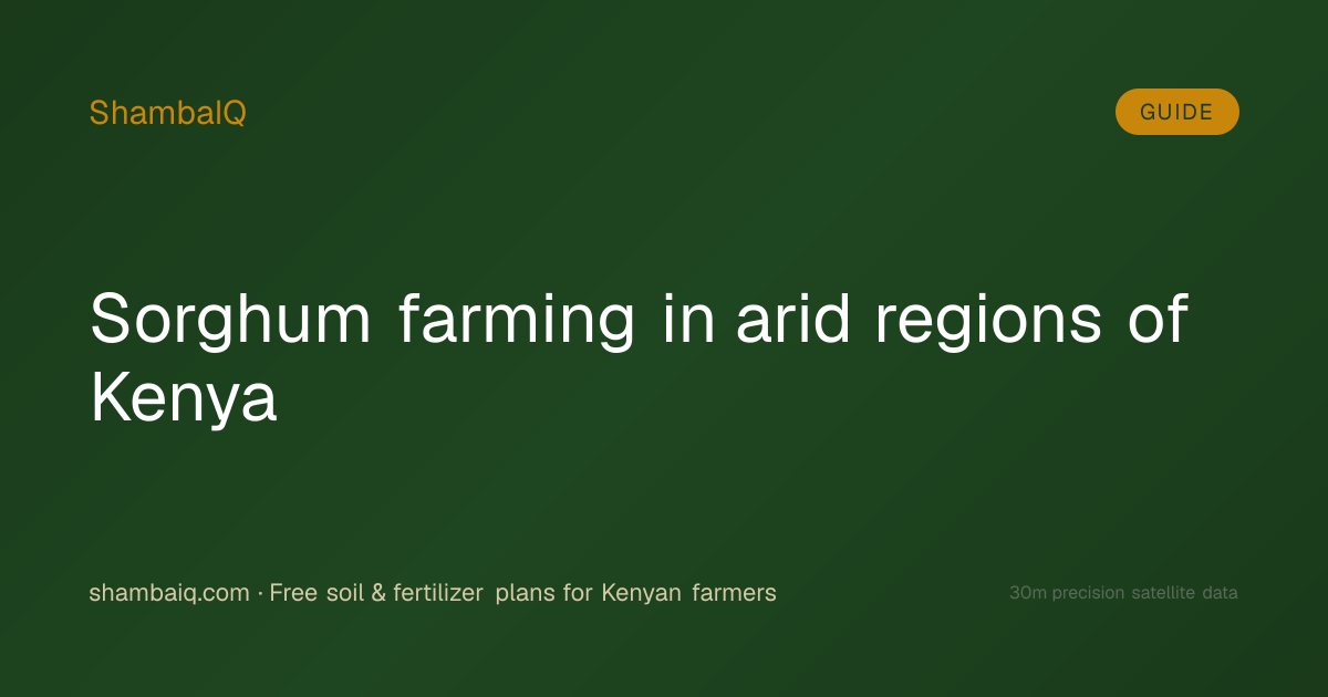 Sorghum farming in arid regions of Kenya
