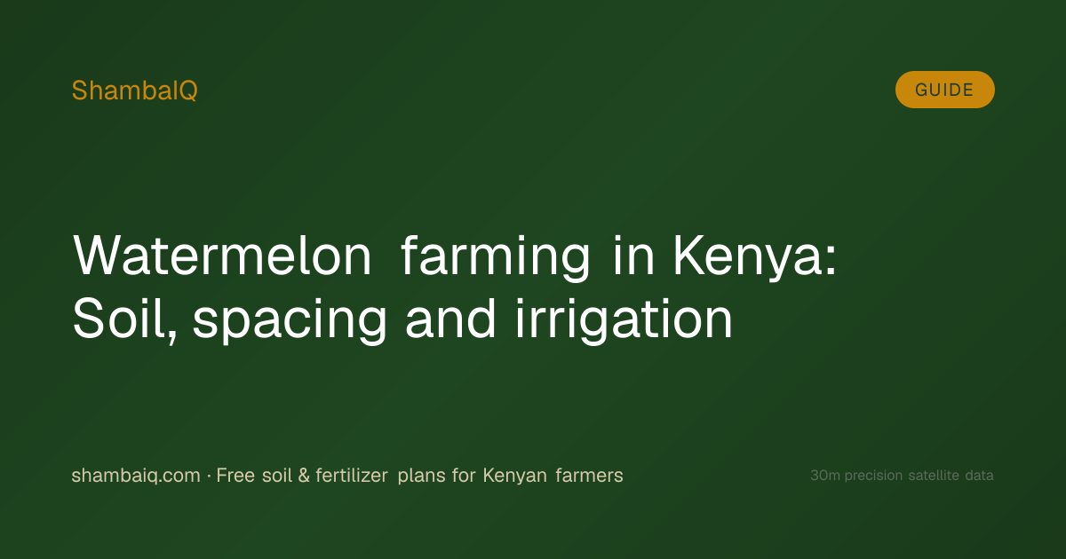 Watermelon farming in Kenya: Soil, spacing and irrigation